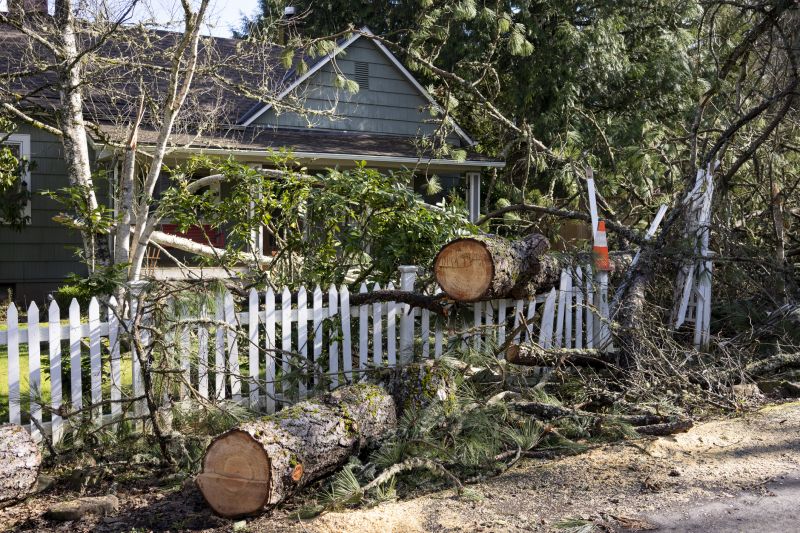 Maple Tree Removal in Pottstown, PA