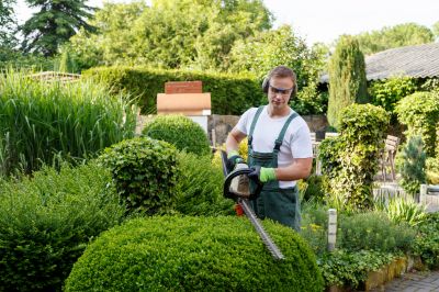 Pruning Mature Shrubs