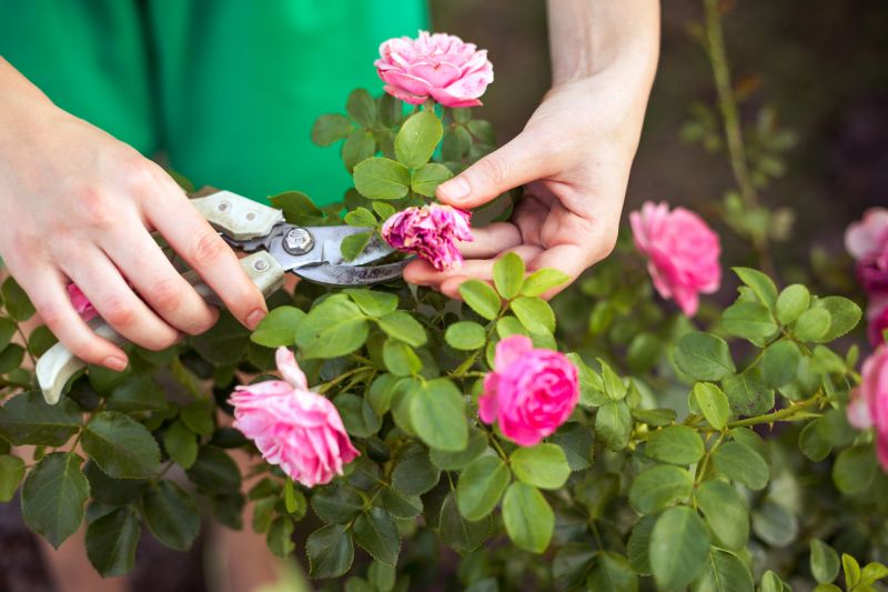 Pruned Flowering Shrubs
