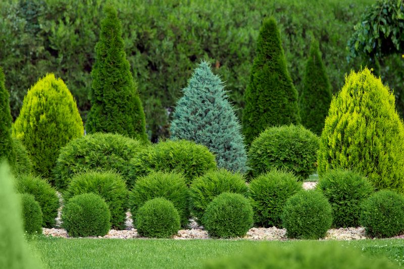 Neatly Shaped Evergreen