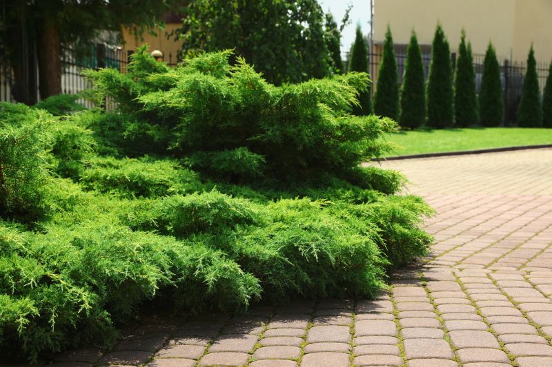 Shrubs Removal in Aiken, SC