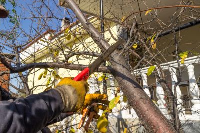 Tree Canopy Thinning in Pottstown, PA