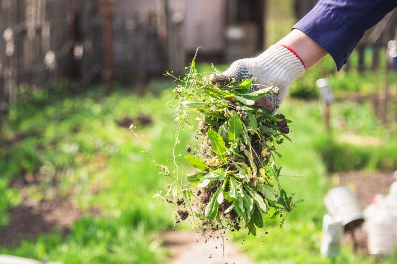 Shrub Trimming Service