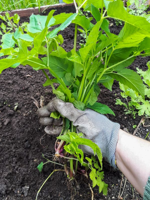 Shrub Trimming Service